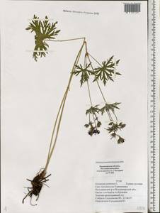 Geranium pratense L., Eastern Europe, Central region (E4) (Russia)