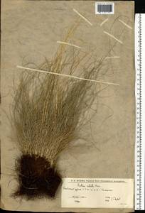 Festuca valesiaca Schleich. ex Gaudin, Eastern Europe, Lower Volga region (E9) (Russia)