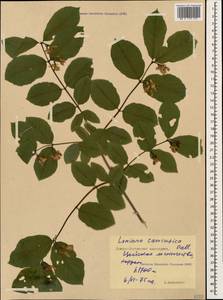 Lonicera caucasica subsp. orientalis (Lam.) D. F. Chamb. & Long, Caucasus, North Ossetia, Ingushetia & Chechnya (K1c) (Russia)