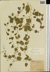 Stellaria nemorum L., Eastern Europe, Eastern region (E10) (Russia)