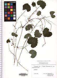 Glechoma hederacea L., Eastern Europe, Middle Volga region (E8) (Russia)