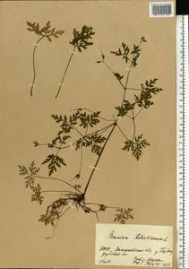 Geranium robertianum L., Eastern Europe, West Ukrainian region (E13) (Ukraine)