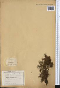 Juniperus communis L., Western Europe (EUR) (Not classified)