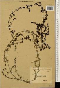Galium humifusum M.Bieb., Caucasus, Azerbaijan (K6) (Azerbaijan)