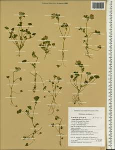Trifolium stellatum L., South Asia, South Asia (Asia outside ex-Soviet states and Mongolia) (ASIA) (Cyprus)