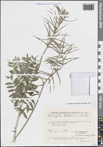 Astragalus kabadianus Lipsky, Middle Asia, Pamir & Pamiro-Alai (M2) (Uzbekistan)