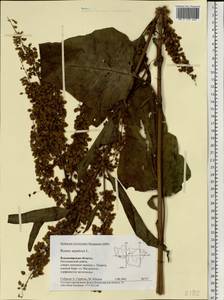 Rumex aquaticus L., Eastern Europe, Central region (E4) (Russia)