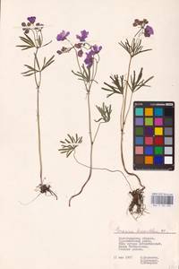 Geranium linearilobum DC., Eastern Europe, Lower Volga region (E9) (Russia)