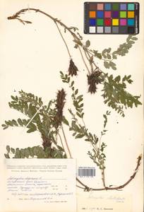 Astragalus schelichowii Turcz., Siberia, Russian Far East (S6) (Russia)