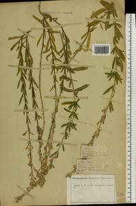 Silene tatarica (L.) Pers., Eastern Europe, Central forest-and-steppe region (E6) (Russia)