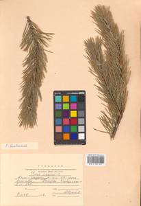 Pinus banksiana Lamb., Siberia, Russian Far East (S6) (Russia)