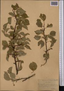 Prunus armeniaca L., Middle Asia, Northern & Central Tian Shan (M4) (Kazakhstan)