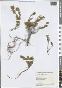 Genista albida Willd., Crimea (KRYM) (Russia)