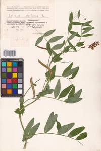 Lathyrus pisiformis L., Eastern Europe, Lower Volga region (E9) (Russia)