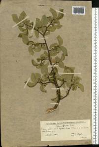 Ulmus minor Mill., Eastern Europe, Lower Volga region (E9) (Russia)