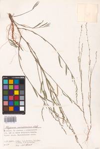 Polygonum patulum M.Bieb., Eastern Europe, Lower Volga region (E9) (Russia)