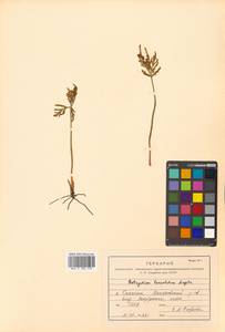 Botrychium lanceolatum (S. G. Gmel.) Ångstr., Siberia, Russian Far East (S6) (Russia)