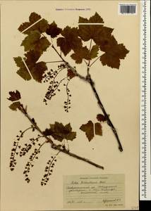 Ribes biebersteinii Berland., Caucasus, Stavropol Krai, Karachay-Cherkessia & Kabardino-Balkaria (K1b) (Russia)
