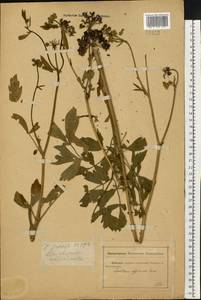 Levisticum officinale W. D. J. Koch, Eastern Europe, Rostov Oblast (E12a) (Russia)