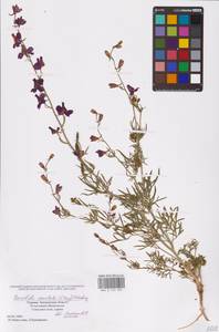 Delphinium ajacis L., Eastern Europe, South Ukrainian region (E12) (Ukraine)