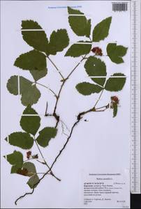 Rubus saxatilis L., Middle Asia, Northern & Central Tian Shan (M4) (Kyrgyzstan)