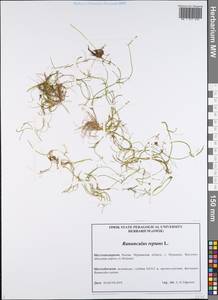 Ranunculus reptans L., Eastern Europe, Northern region (E1) (Russia)