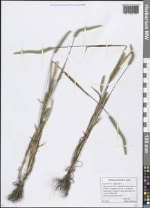 Phleum paniculatum Huds., Eastern Europe, Moscow region (E4a) (Russia)