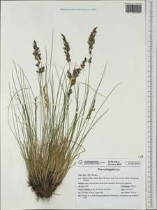 Bellardiochloa variegata (Lam.) Kerguélen, Western Europe (EUR) (Italy)