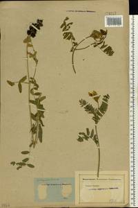 Astragalus cicer L., Eastern Europe, Rostov Oblast (E12a) (Russia)