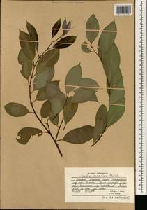 Salix excelsa J.F.Gmel., South Asia, South Asia (Asia outside ex-Soviet states and Mongolia) (ASIA) (Afghanistan)