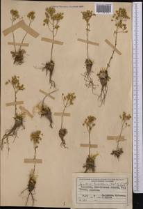 Rosularia platyphylla (Schrenk) A. Berger, Middle Asia, Northern & Central Tian Shan (M4) (Kazakhstan)