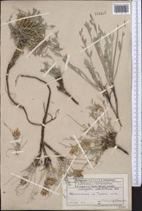 Astragalus sabuletorum Ledeb., Middle Asia, Muyunkumy, Balkhash & Betpak-Dala (M9) (Kazakhstan)