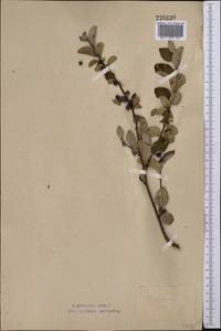 Cotoneaster melanocarpus G. Lodd., Middle Asia, Northern & Central Kazakhstan (M10) (Kazakhstan)
