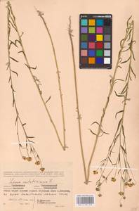 Linum usitatissimum L., Eastern Europe, Western region (E3) (Russia)