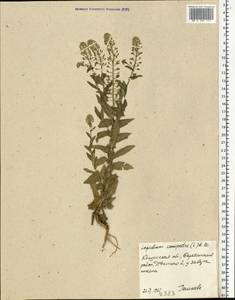 Lepidium campestre (L.) W.T. Aiton, Eastern Europe, Central region (E4) (Russia)
