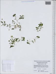 Stellaria media (L.) Vill., Eastern Europe, Northern region (E1) (Russia)