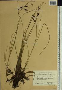 Carex lyngbyei Hornem., Siberia, Russian Far East (S6) (Russia)