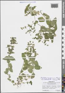 Stellaria aquatica (L.) Scop., Eastern Europe, Middle Volga region (E8) (Russia)