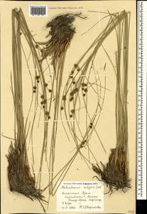 Scirpoides holoschoenus (L.) Soják, Crimea (KRYM) (Russia)