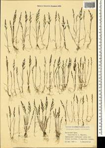 Catapodium rigidum (L.) C.E.Hubb., Crimea (KRYM) (Russia)