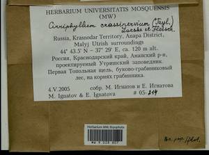 Cirriphyllum crassinervium (Taylor ex Wilson) Loeske & M. Fleisch., Bryophytes, Bryophytes - North Caucasus & Ciscaucasia (B12) (Russia)