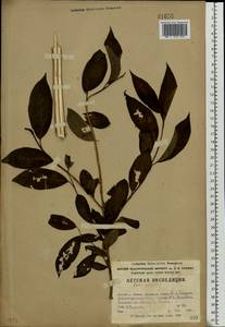 Salix pentandra L., Eastern Europe, Northern region (E1) (Russia)