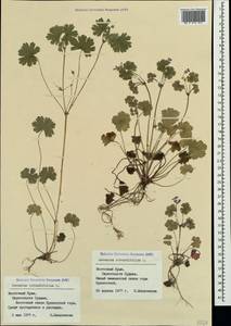 Geranium rotundifolium L., Crimea (KRYM) (Russia)