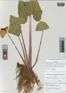 Petasites radiatus (J. F. Gmel.) J. Toman, Siberia, Altai & Sayany Mountains (S2) (Russia)