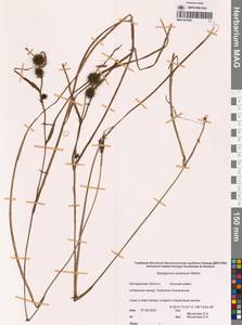 Sparganium emersum Rehmann, Siberia, Chukotka & Kamchatka (S7) (Russia)