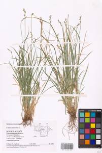 Carex canescens subsp. canescens, Eastern Europe, Central region (E4) (Russia)