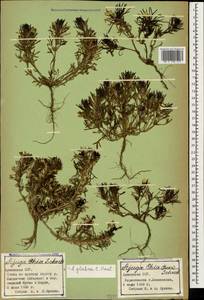 Ajuga chamaepitys subsp. chia (Schreb.) Arcang., Caucasus, Armenia (K5) (Armenia)