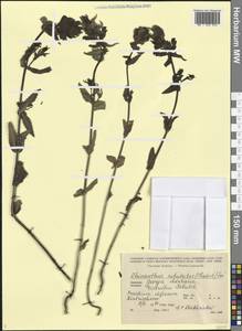 Rhinanthus subulatus (Chabert) Soó, Caucasus, Georgia (K4) (Georgia)