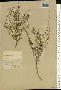Asparagus inderiensis Blum ex Ledeb., Eastern Europe, Lower Volga region (E9) (Russia)