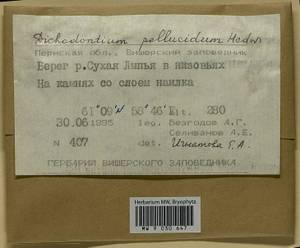 Dichodontium pellucidum (Hedw.) Schimp., Bryophytes, Bryophytes - Permsky Krai, Udmurt Republic, Sverdlovsk & Kirov Oblasts (B8) (Russia)